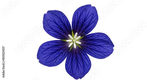 Vibrant Indigo Blue Flower Blossom Isolated on White for Botanical Design