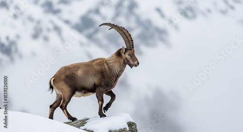 Wallpaper Mural Majestic ibex standing proudly on a snowy mountain peak against a blurred background of white cloudy snow Torontodigital.ca