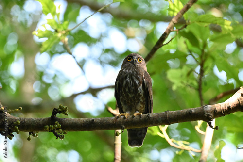 Foto A striking, detailed of a Brown Hawk owl, Brown boobook perched on a dark, mossy branch, set against a beautifully soft, blurred background of lush green tropical foliage