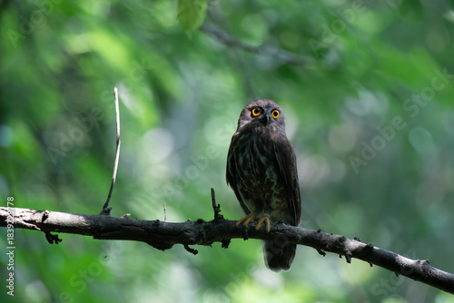 Schilderij op canvas A striking, detailed of a Brown Hawk owl, Brown boobook perched on a dark, mossy branch, set against a beautifully soft, blurred background of lush green tropical foliage