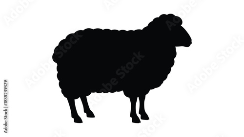 A silhouetted sheep stands in profile showcasing its woolly texture