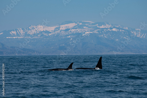 Obraz na plátně Orcas swimming off the coast of Shiretoko with snow-covered mountains