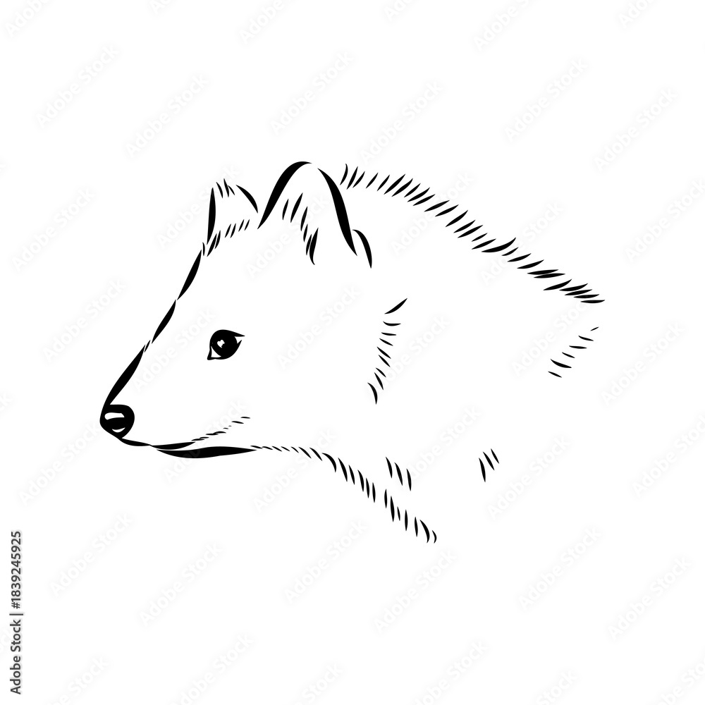 Fototapeta premium American marten, vector sketch
