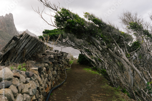 The Windswept Path near Benijo