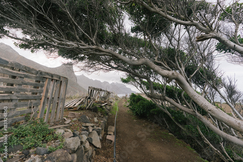 The Windswept Path near Benijo