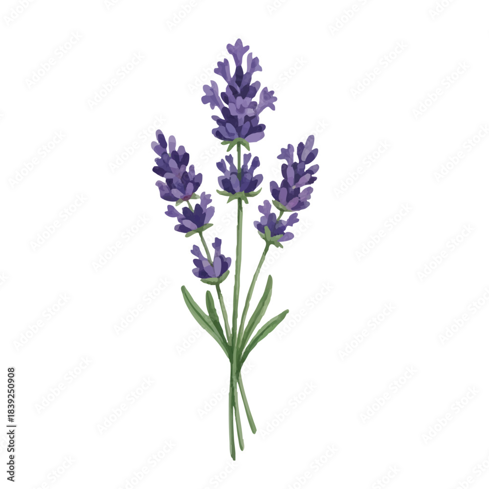 Naklejka premium Watercolor-style lavender illustration／ラベンダー