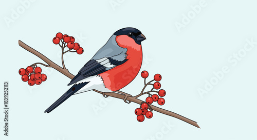 Beautiful bullfinch bird with red and gray feathers is perched on a rowan branch with bright red berries on a light background.