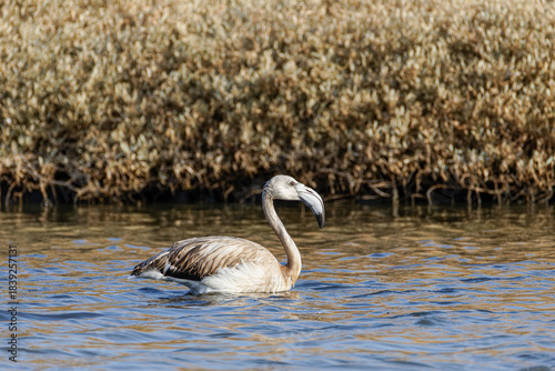 A juvenile flamingo wading in shallow water with dry reeds in the background.