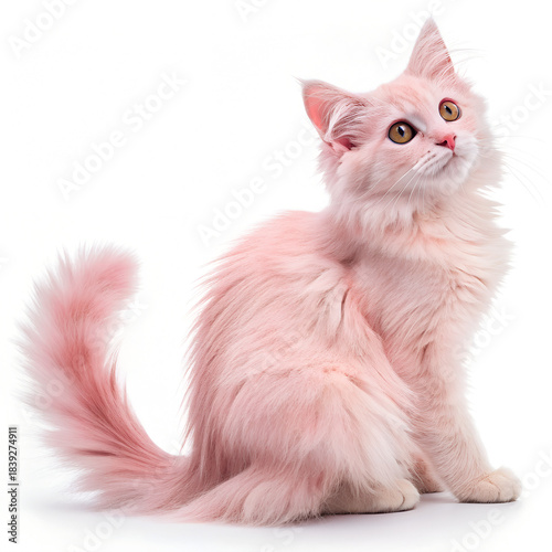 Full body photo of a Turkish Angora cat isolated on the white background, fluffy pink cat and piercing eyes.