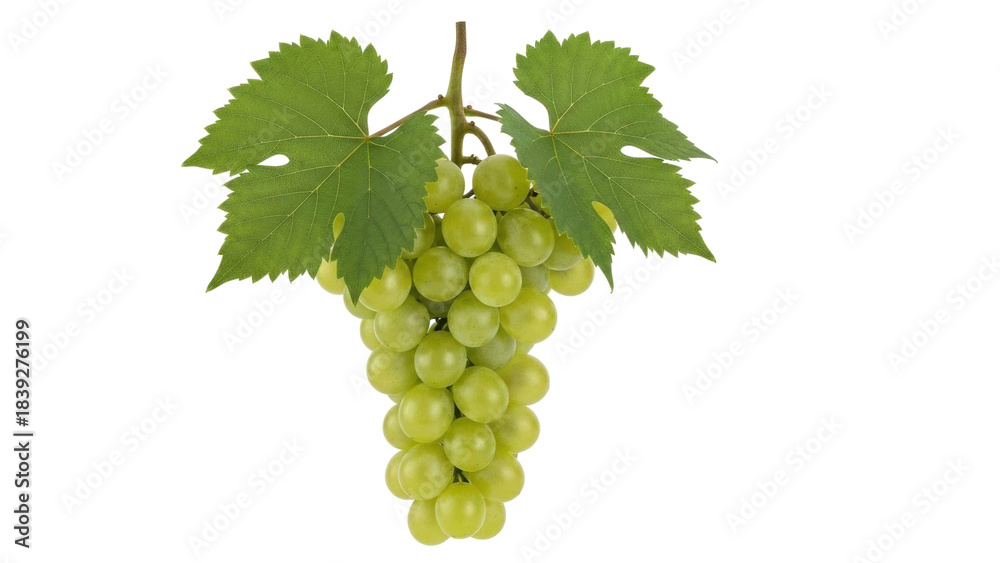 Fototapeta premium Isolated, a tasty cluster of fresh green grapes with stems and leaves, fruit source of wine
