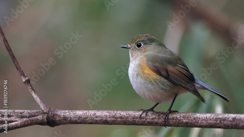 森の中で尾羽を振りながら周りを見渡しているルリビタキの様子