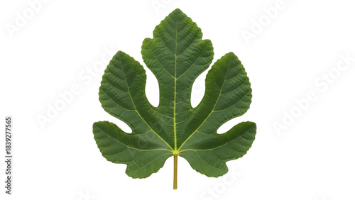 Fotografi Isolated fig leaf close-up showcasing rich green color and unique shape for desi