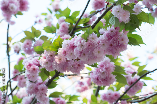 Blooming sakura branches with soft pink flowers