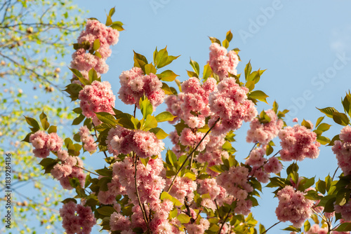 Blooming sakura branches with soft pink flowers