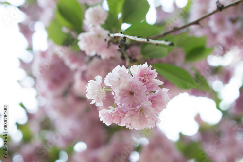 Blooming sakura branches with soft pink flowers