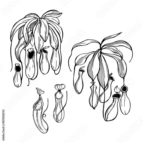 Hand-drawn  Nepenthes, is a type of insectivorous plant. Vector sketch illustration.