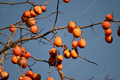 Ripe persimmon fruit, on the branch