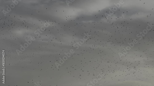 Birds flying in the winter nature reserve wild animals in large number in England. Wild scenes in the countryside and coast of England UK 4K