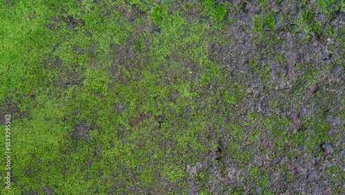 Close-up of a weathered stone or concrete surface with patches of green moss growing on it.