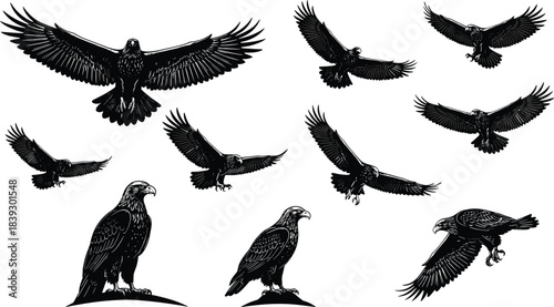 Majestic Black and White Eagle Set: Dynamic Collection of Flying and Perched Birds of Prey, Featuring Detailed Engraving Style Vector Illustrations for Wildlife and Freedom Concepts.