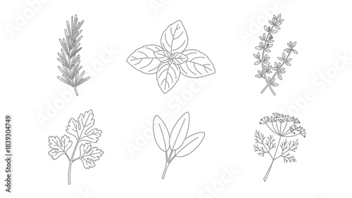 Collection of Hand-Drawn Botanical Illustrations Featuring Various Herbs and Plants for Artistic