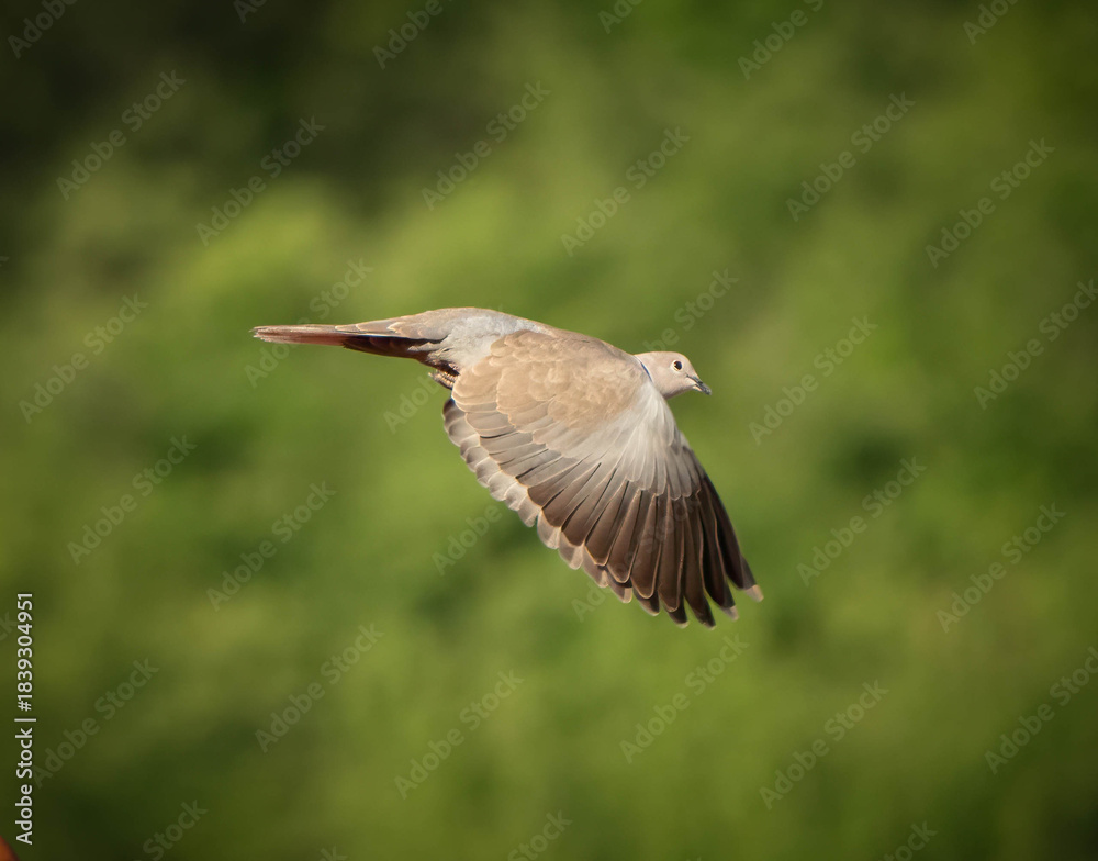 Fototapeta premium dove in flight