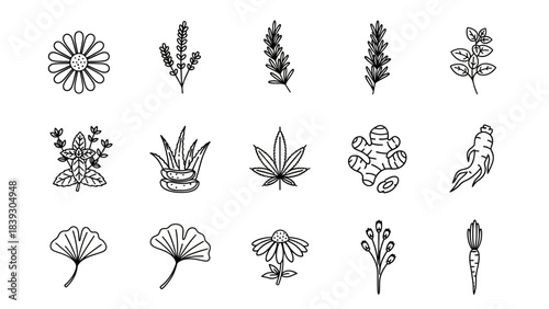 Collection of simple black and white line drawings of various plants and herbs including flowers