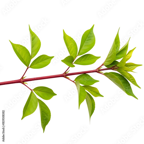 Vibrant Green Leaves on a Red Stem Isolated on White Background, Symbolizing Growth and Nature's Beauty