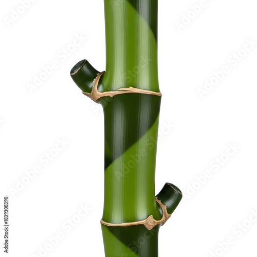 Green bamboo stalk with dark green stripes and nodes, a close-up studio shot showcasing the natural texture and segmented structure of the plant against a clean white background