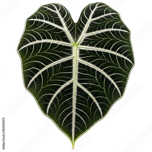 Elegant Alocasia Amazonica Elephant Ear Plant Leaf Showing Distinct Vein Patterns with Contrasting Dark Green and White Textures