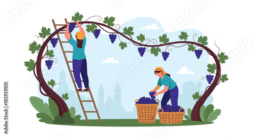 Two women harvest ripe purple grapes in a vineyard with one on a ladder and another filling baskets. The scene is very beautiful.