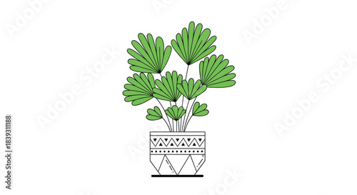 Fan palm houseplant with large green leaves in a stylish pot with a geometric pattern is shown on white. It is a beautiful design.