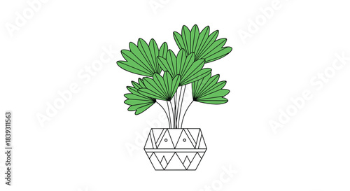A lush green fan palm houseplant is shown in a decorative pot with a geometric pattern in a simple line art style.