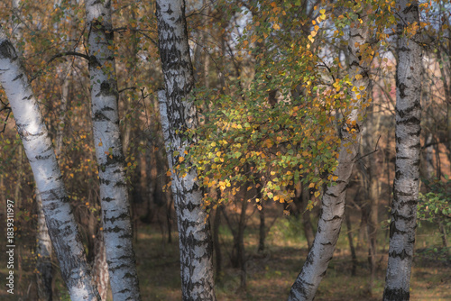 Autumn Details in a Birch Forest – Golden Leaves and White Tree Trunks