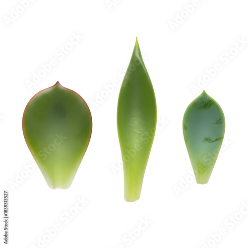 Vibrant green succulent leaves isolated on a white background, perfect for propagation, symbolizing new life. Highlights botanical growth, freshness, and delicate natural cycles in gardening