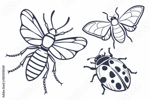Clean Minimal Insect Species Outline Icon Set  Whi Vector Icon Set