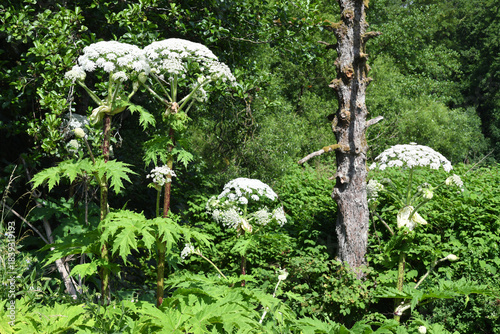 Kierspe, North Rhine-Westphalia, Germany - June 29, 2025: Heracleum mantegazzianum, commonly known as giant hogweed, near Kierspe
