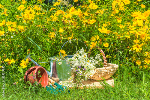 Summer gardening still life; watering can, wicker basket with wild flowers, flowerpot, gardening tools near yellow blooming daisy flowers