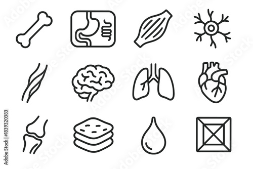 Anatomical Icons Display. Biological Body Components linear set: bone outline, organ panel, muscle ribbon, nerve circuit, vessel strand, brain curve, lung lobe, heart valve icon,