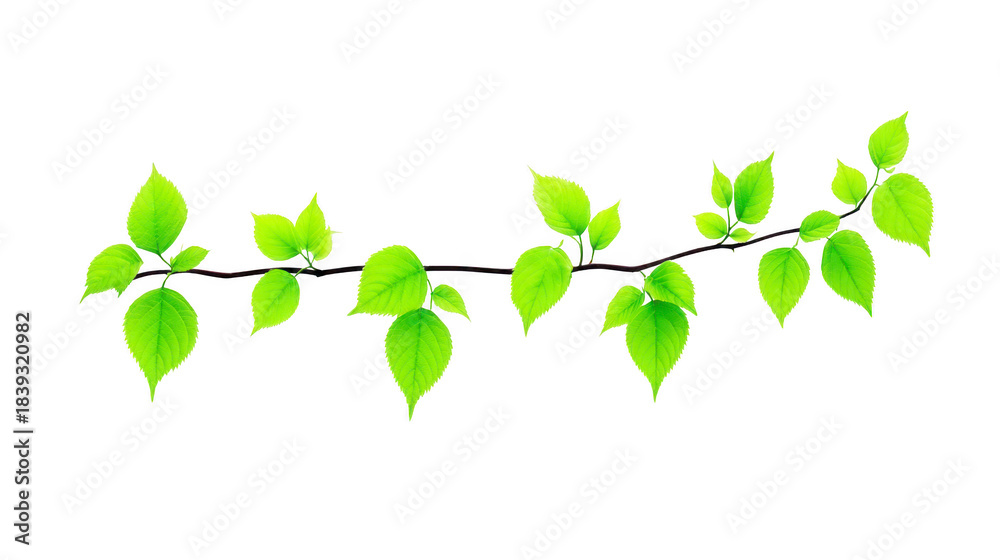 Obraz premium Fresh green leaves on thin branch with transparent background, perfect for spring or summer nature designs, symbolizing growth and renewal