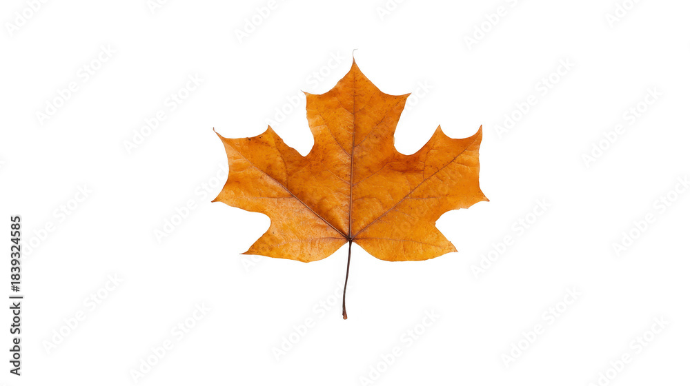Fototapeta premium Autumn maple leaf isolated on transparent background, showing detailed veins and vibrant orange brown color, symbolizing fall season and natural beauty
