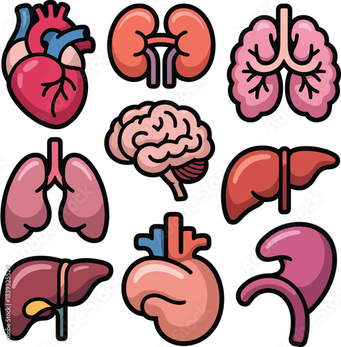 Human Organ Vector Grid Featuring Cartoon Illustrations of Heart, Brain, Lungs, Liver, Kidneys, and Stomach.