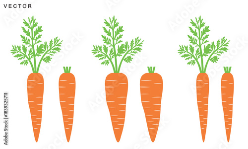 Quadro su tela Carrot vector illustration set, carrot fruit symbol logo, isolated on white back