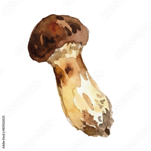 Watercolor-style matsutake mushroom illustration／松茸