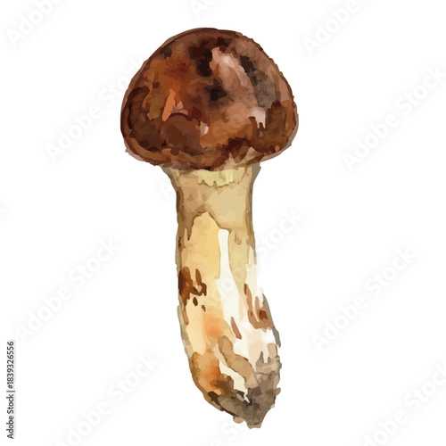 Watercolor-style matsutake mushroom illustration／松茸