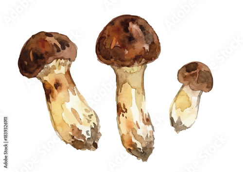 水彩松茸_まとめ