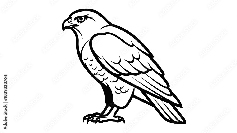 Fototapeta premium bird of prey