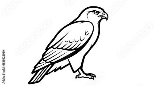 eagle isolated on white