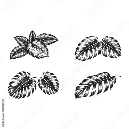 Vector Set of Monstera Leaves in Engraving Style, Black and White Tropical Foliage Illustration