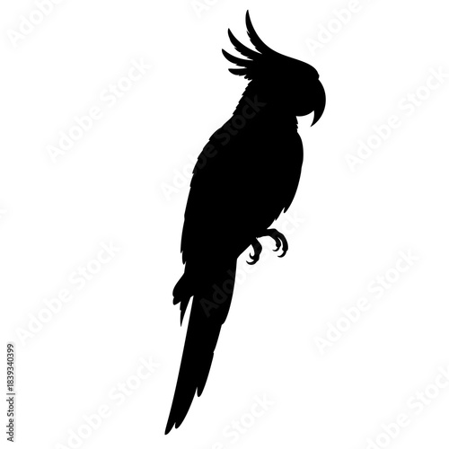 Black cockatoo silhouette isolated on white background
